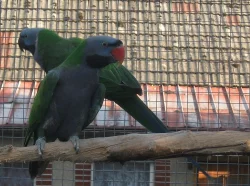 Alexandr Čínský 1.1 ,korela bělohlava 1.0